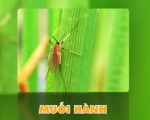 SÂU NĂN HẠI LÚA (MUỖI HÀNH)