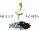 Cách Phân Biệt Phân Bón Vô Cơ Và Phân Bón Hữu Cơ