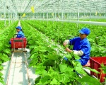 NÔNG NGHIỆP HỮU CƠ LÀ GÌ ?